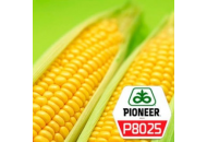 P8025 - кукурудза, 80 000 насіння, Pioneer (Піонер) фото, цiна